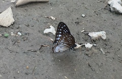 Graphium ramaceus pendleburyi