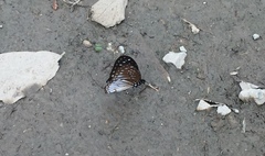 Graphium ramaceus pendleburyi