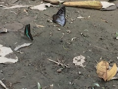Graphium ramaceus pendleburyi