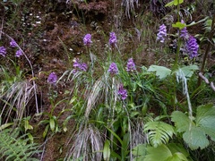 Dactylorhiza foliosa