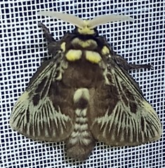 Megalopyge albicollis superba