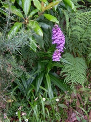 Dactylorhiza foliosa