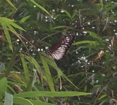 Graphium ramaceus pendleburyi