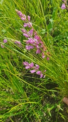 Polygala wolfgangiana