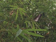 Graphium ramaceus pendleburyi