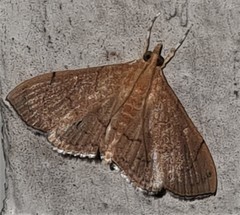 Hyalobathra crenulata