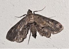 Parapoynx crisonalis