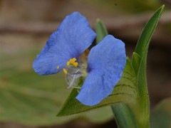 Commelina ensifolia