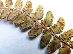 Woodsia subcordata
