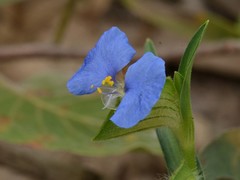 Commelina ensifolia