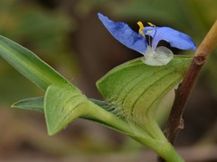 Commelina ensifolia
