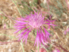 Centaurea napifolia