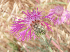 Centaurea napifolia