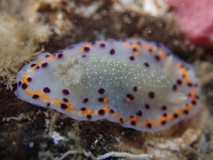 Goniobranchus bombayanus