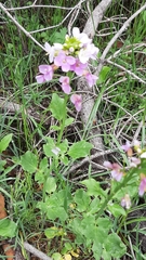 Cardamine raphanifolia