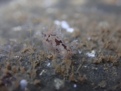 Plocamopherus ceylonicus