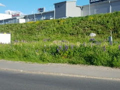 Lupinus polyphyllus