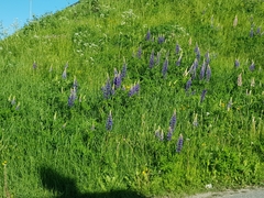 Lupinus polyphyllus
