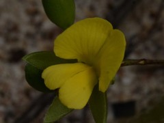 Gompholobium subulatum