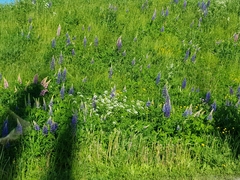 Lupinus polyphyllus