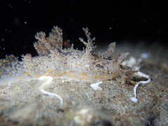 Plocamopherus ceylonicus