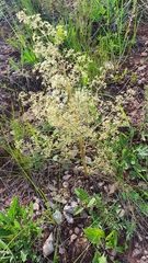 Trinia multicaulis