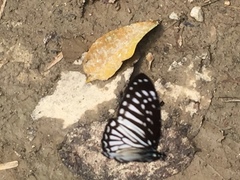 Graphium ramaceus pendleburyi