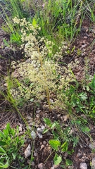 Trinia multicaulis