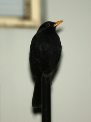 Turdus merula