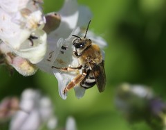 Eucera hamata