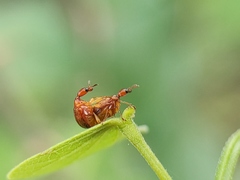 Apoderini