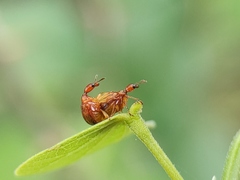 Apoderini