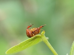 Apoderini