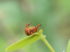Apoderini