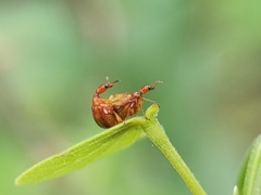 Apoderini