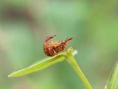 Apoderini
