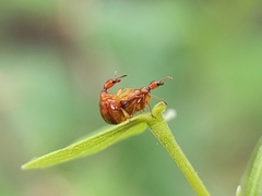 Apoderini