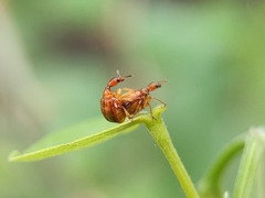 Apoderini