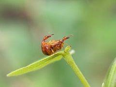 Apoderini