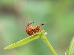Apoderini