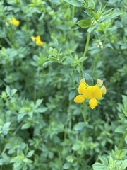 Lotus corniculatus