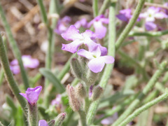 Matthiola tricuspidata
