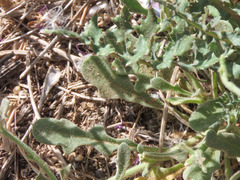 Matthiola tricuspidata