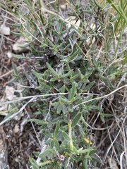 Cercocarpus ledifolius