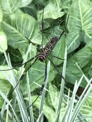 Trichonephila clavipes