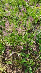 Nepeta ucranica