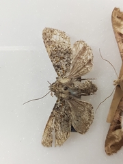 Polymixis flavicincta