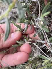 Cercocarpus ledifolius