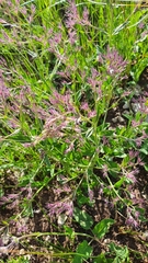 Nepeta ucranica