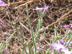 Matthiola tricuspidata